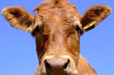 Um grande plano fotográfico da cabeça de uma vaca castanha contra um fundo de céu azul limpo, apresentando uma etiqueta amarela na orelha.