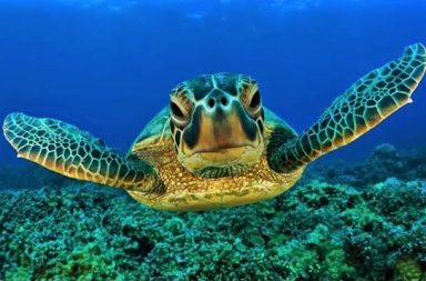Tartaruga marinha a nadar em águas esverdeadas do oceano, simbolizando o estado de presença e calma do artigo 'A Experiência do SerAtento'.