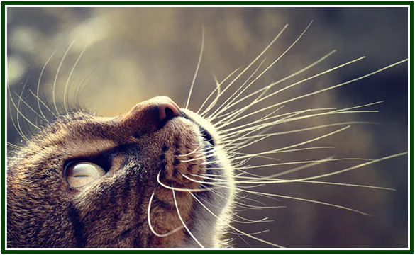 Gato listrado olhando para cima com bigodes longos em destaque contra um fundo desfocado.