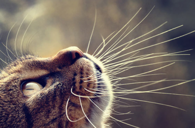 Gato listrado olhando para cima com bigodes longos em destaque contra um fundo desfocado.