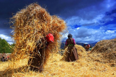 Mulheres tibetanas coletando feno sob um céu azul nublado, ilustrando o artigo A Garantia de Uma Boa Colheita de Joana Maria Ferreira de Pinho.