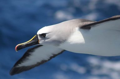 Ilustração de um albatroz gigante em voo sobre os mares, simbolizando a transcendência da alma descrita no Poema Elevação.
