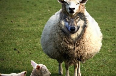 Um lobo realista a vestir um casaco de lã de ovelha com fecho de correr, ilustrando o perigo das falsas aparências no ocultismo.