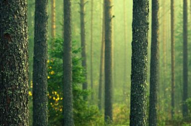 Troncos de árvores antigas num bosque iluminado por uma luz esverdeada suave, simbolizando a sacralidade da natureza no Decálogo das Florestas.