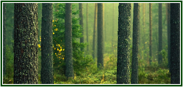 Troncos de árvores antigas num bosque iluminado por uma luz esverdeada suave, simbolizando a sacralidade da natureza no Decálogo das Florestas.