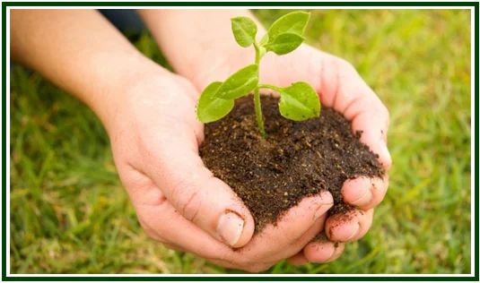 Duas mãos humanas segurando um punhado de terra escura com uma pequena planta verde a brotar, sobre um fundo de relva, simbolizando que os ganhos da caminhada não são monetários.
