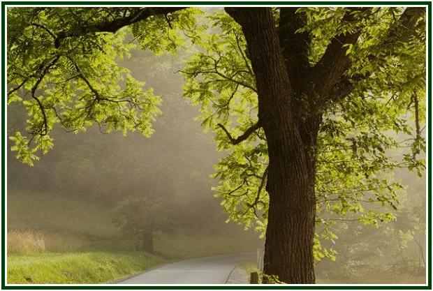 Close-up of a large tree trunk beside a road in a misty landscape with golden sunlight, framed by a dark green border.