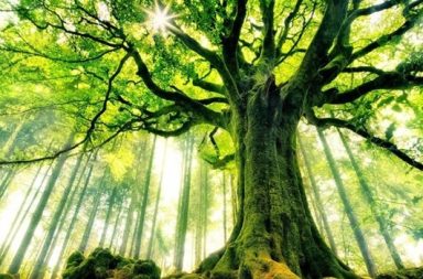 Árvore antiga e imponente com tronco coberto de musgo e copa verde exuberante filtrando os raios de sol na floresta, ilustrando o poema de Olavo Bilac.