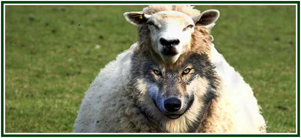 Ilustração de um lobo disfarçado com pele de ovelha num campo verde, simbolizando o discernimento entre facto e fantasia no artigo sobre a Teosofia e o Bardo Thodol.