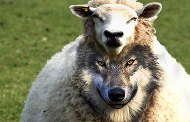 Ilustração de um lobo disfarçado com pele de ovelha num campo verde, simbolizando o discernimento entre facto e fantasia no artigo sobre a Teosofia e o Bardo Thodol.