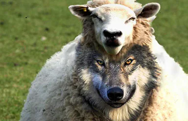 Ilustração de um lobo disfarçado com pele de ovelha num campo verde, simbolizando o discernimento entre facto e fantasia no artigo sobre a Teosofia e o Bardo Thodol.