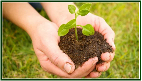 Mãos humanas segurando um punhado de terra escura com uma pequena planta verde, simbolizando a ética de Immanuel Kant.