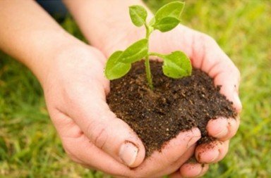 Mãos humanas segurando um punhado de terra escura com uma pequena planta verde, simbolizando a ética de Immanuel Kant.