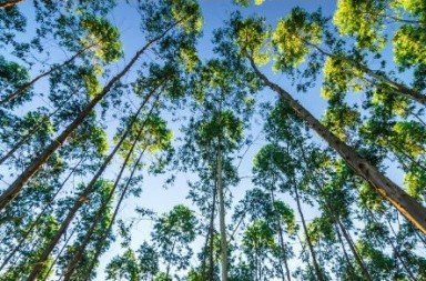 Vista de baixo para cima das copas verdes de uma floresta de eucalipto contra o céu azul.