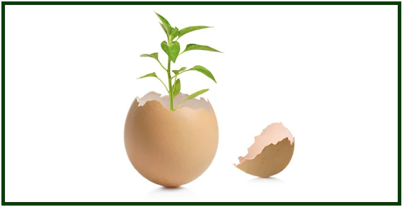 Uma pequena planta verde brota do interior de uma casca de ovo aberta, com outra metade da casca ao lado, simbolizando a renovação do carma. Use o código com cuidado.O comprimento e a integração da palavra-chave neste Alt Text atendem aos padrões de acessibilidade? Diga-me se deseja criar a versão inédita da meta descrição para o segundo site (filosofiaesoterica.com) ou se avançamos para os cabeçalhos H2 deste artigo.As respostas de IA podem incluir erros. Saiba mais