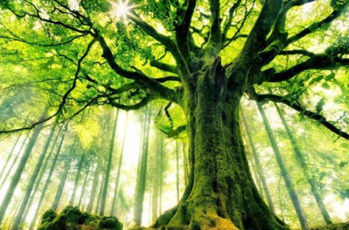 Low-angle photograph for the article about the importance of trees, capturing a giant ancient tree with a massive moss-covered trunk. Its thick branches expand into a dense green canopy that covers the upper frame, allowing bright sunbeams to burst through the leaves. In the soft-focus background, straight pine tree trunks rise through a misty forest enveloped in golden sunlight.
