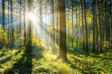 Raios de sol rompem entre os troncos altos de uma floresta densa e verde, iluminando o solo e evocando o ato de abençoar.