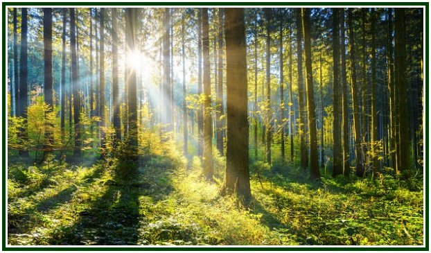 Raios de sol rompem entre os troncos altos de uma floresta densa e verde, iluminando o solo e evocando o ato de abençoar.