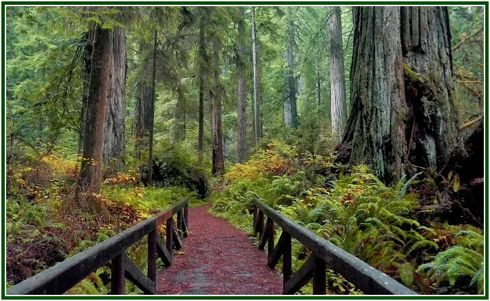 Seven Ideas for a Theosophical Life