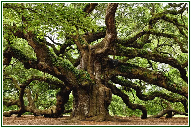 O Carvalho da Floresta