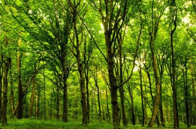 Fotografia de árvores verdes em uma floresta iluminada por raios de sol, ilustrando a oração das árvores e a vida natural.