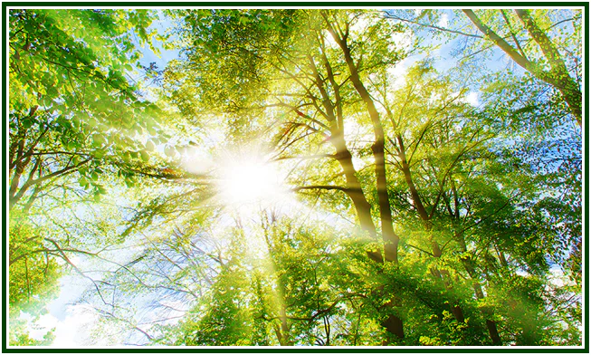 À Luz do Sol Nascente
