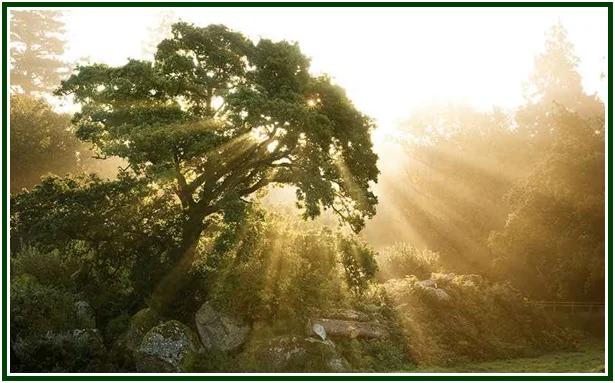 The Celtic Druids and Magic Tradition
