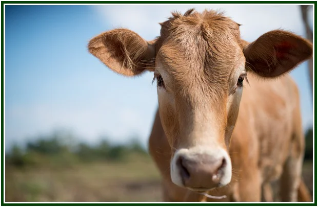 El Respeto Por los Animales, Durante las Comidas