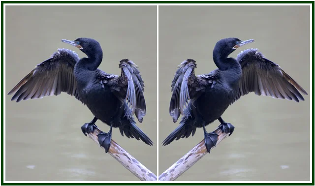 Biguá, o Hidroavião que Bate as Asas