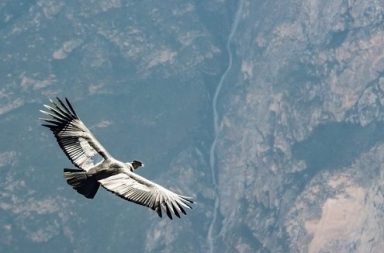 Un cóndor andino planea con las alas extendidas sobre un profundo cañón de montañas rocosas en los Andes.